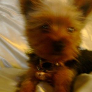 Meet your Posher, Denise